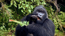 Au Rwanda, avec les gorilles de montagne